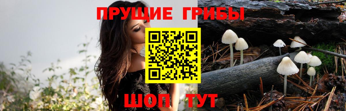 Галлюциногенные грибы Psilocybine cubensis  Вход с VPN  Глазов 